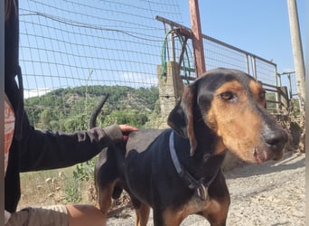 Carlo - ein sanftes Herz sucht sein Glück