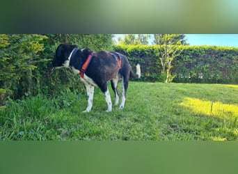 Samu sucht seine Chance – vielleicht bei dir