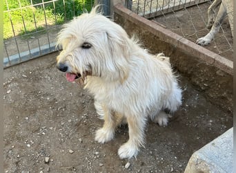 Angel – unser Engel sucht ihr Glück