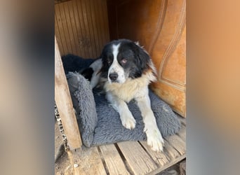 Hugo - gute Laune auf vier Pfoten