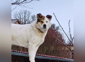 Lucy – eine starke Hündin, die endlich die richtigen Menschen sucht