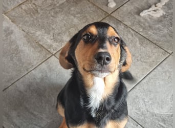 Cupcake – ein kleines Wunder mit großem Herzen