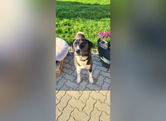 Samu -  Lustiger Jungspunt sucht sein Für-immer-Zuhause