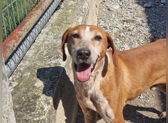 Carlo - ein wunderbarer Hund, der endlich gesehen werden möchte