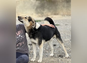 Steve - ein wahrlicher Herzbube