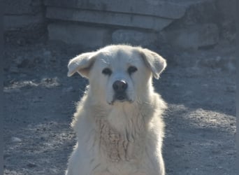 Vice - ein Traum in weiss
