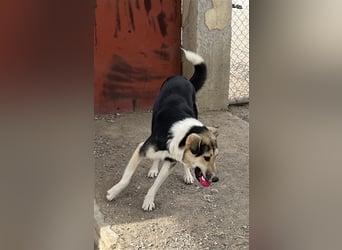 Steve - ein wahrlicher Herzbube