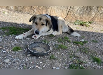 Steve - ein wahrlicher Herzbube