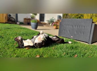 Yaron - ein echter Gentleman mit Schnurrbart und Herz