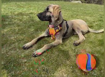 Samson - sanfter Herzenshund sucht sein Zuhause