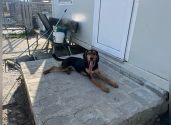 Cupcake  aus einem kleinen Kämpfer ist ein schöner junger Hund geworden