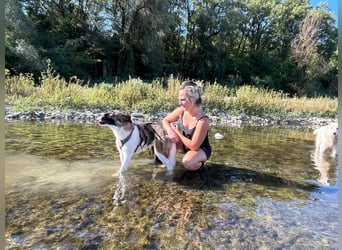 Eva - eine wunderschöne junge Hundedame sucht ihr Happy End