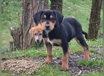 Cupcake – ein kleines Wunder mit großem Herzen