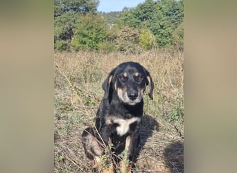 Fido - ein leises Herz, das endlich Vertrauen lernen darf