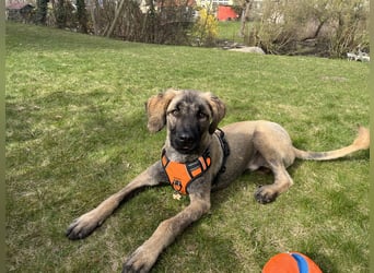 Samson - sanfter Herzenshund sucht sein Zuhause