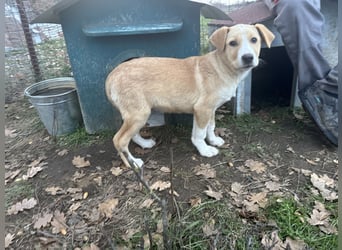 Niko – ein lebensfroher Herzenshund auf der Suche nach seinem Zuhause