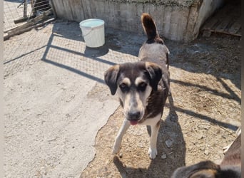 Trudi – Husky-Mix auf der Suche nach ihrem großen Glück!