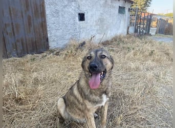 Leo - ein neugieriger Entdecker sucht seine Familie