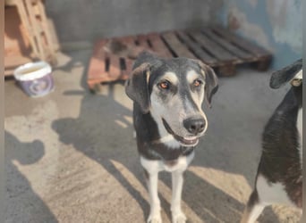 Trudi – Husky-Mix auf der Suche nach ihrem großen Glück!