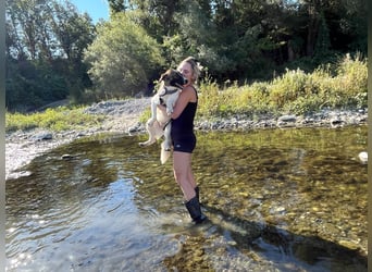 Eva - eine wunderschöne junge Hundedame sucht ihr Happy End