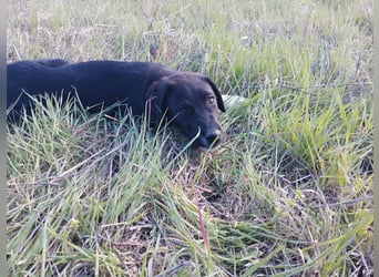 Aramis - ein sanfter kleiner Held auf vier Pfoten