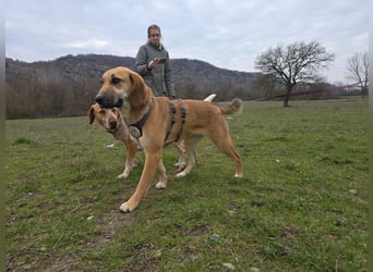 Eda- verspielte Riesin