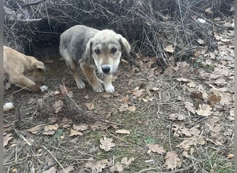 Bo – der fröhliche Begleiter mit Herz und Köpfchen