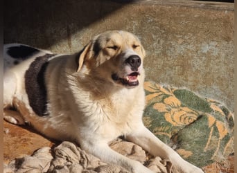 Henry - ein sanfter Entdecker