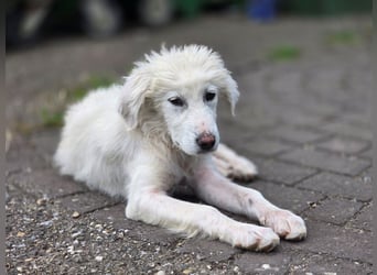 April – kleine Kämpferin mit großem Kuschelherz sucht ihr Glück