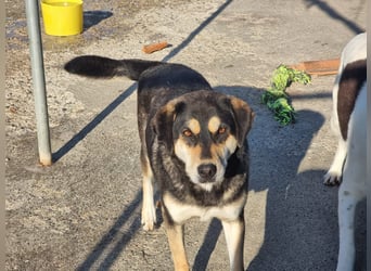 Lola – eine sensible Husky-Mix-Dame auf der Suche nach ihrem Menschen