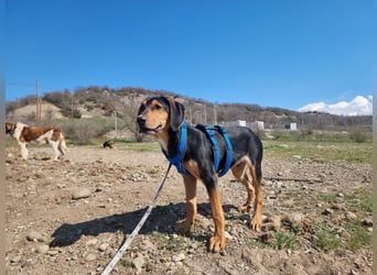 Cupcake – ein kleines Wunder mit großem Herzen