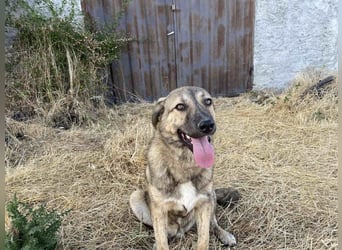 Leo - ein neugieriger Entdecker sucht seine Familie