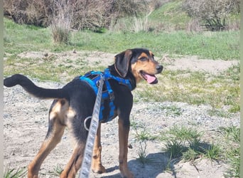 Cupcake – ein kleines Wunder mit großem Herzen