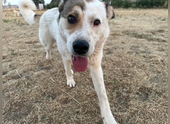 Lucy – sportliche Charakterhündin sucht erfahrenes Zuhause