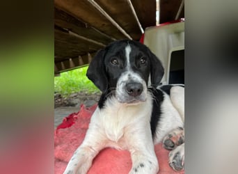 Porthos - ein fröhlicher kleiner Sonnenschein