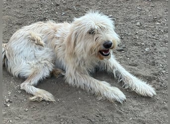 Angel – unser Engel sucht ihr Glück