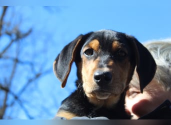 Cupcake – ein kleines Wunder mit großem Herzen