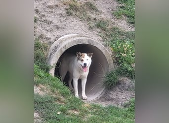 Lucy – sportliche Charakterhündin sucht erfahrenes Zuhause