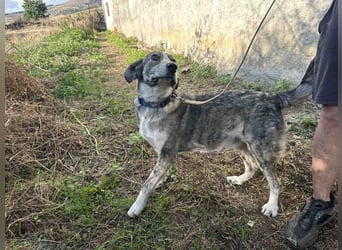 Babis - eine lebensfrohe Abenteurerin sucht ihr Zuhause