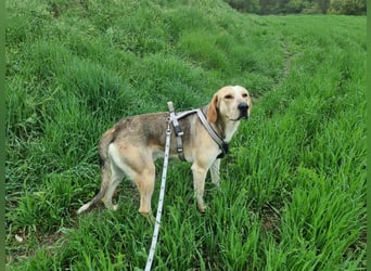 Paddy – der Gute-Laune-Hund