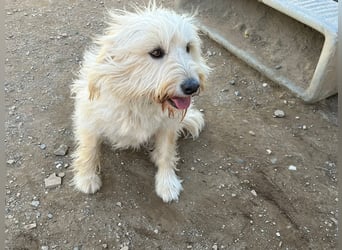 Angel – unser Engel sucht ihr Glück