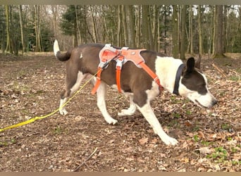 Oca – treue Schmusehündin mit großem Herzen