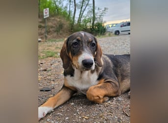 Freya- kleines Herz sucht sein Zuhause