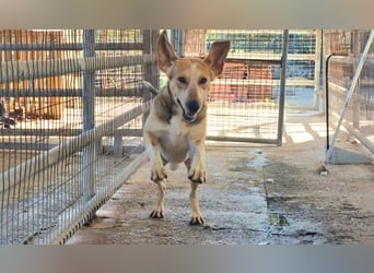 Paddy – der Gute-Laune-Hund