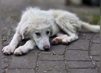 April – kleine Kämpferin mit großem Kuschelherz sucht ihr Glück