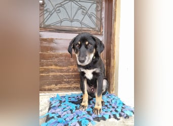 Fido - ein leises Herz, das endlich Vertrauen lernen darf