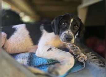 Porthos - ein fröhlicher kleiner Sonnenschein