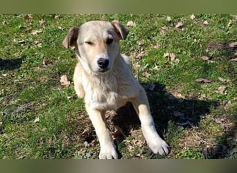 Snoopy – ein kleiner Kämpfer mit großem Herzen