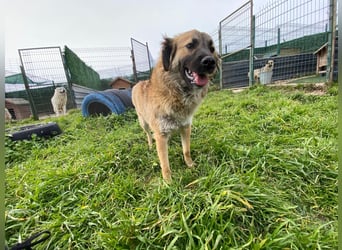 Jacky - ein schüchternes Hundemädchen sucht Geborgenheit