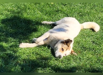Lucy – sportliche Charakterhündin sucht erfahrenes Zuhause